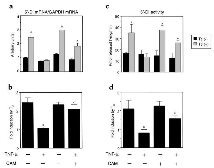 CAM restores the impaired T3-dependent induction of 5′-DI expression by ...