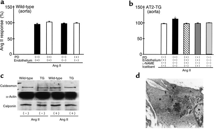 Ang II–induced constrictive response of the aorta (a and b), expression ...