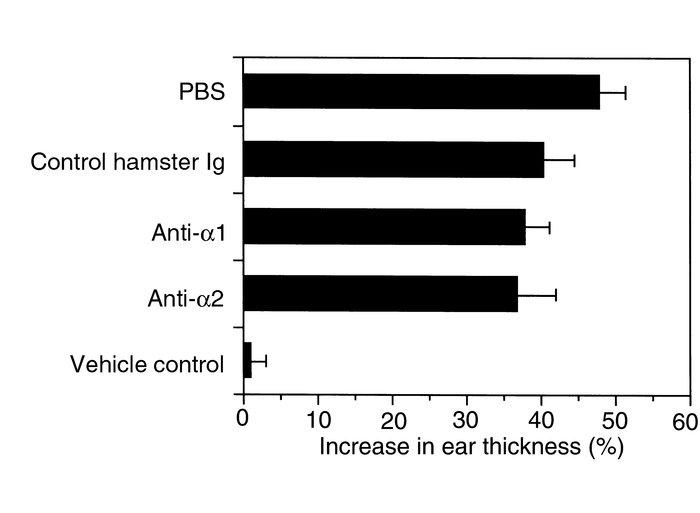 Effect of anti-α1 and anti-α2 mAb’s on croton oil–induced nonspecific in...