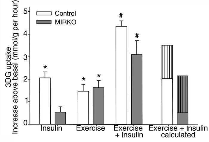 Muscle glucose transport in vitro. 2DG uptake was measured in soleus mus...