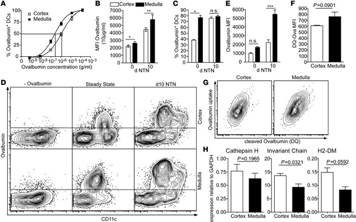 Medullary DCs do not process antigen for MHC-II presentation.
(A) Uptake...