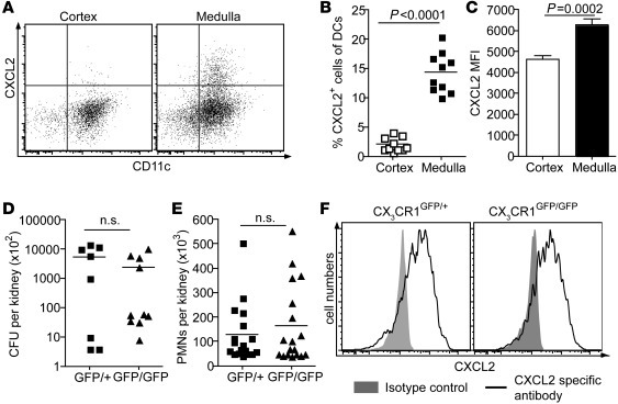 Medullary DCs regulate the innate immunity against PN.
(A) Representativ...