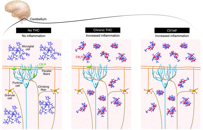 In mice, subchronic treatment with THC leads to the downregulation of pr...