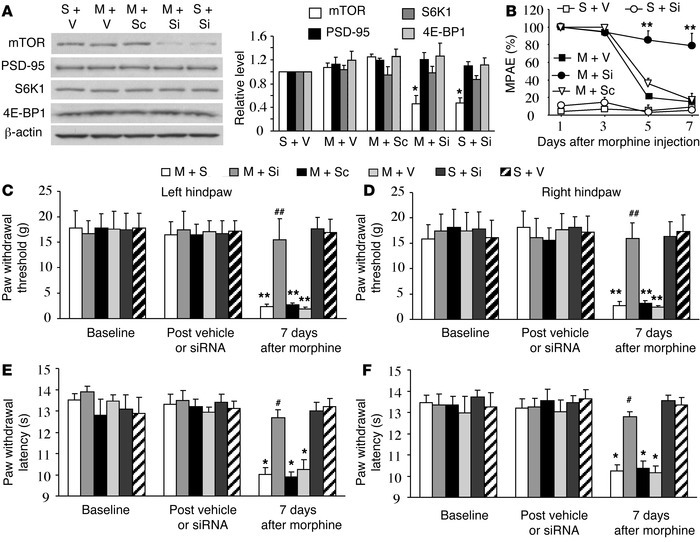 Spinal mTOR knockdown attenuates the development of morphine-induced tol...