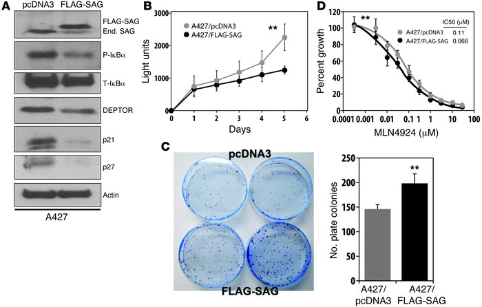 SAG overexpression reduces tumor suppressor substrates and promotes tumo...