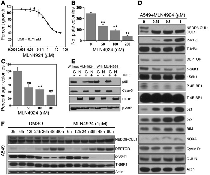 MLN4924 suppresses growth of lung cancer cells by targeting NF-κB and mT...