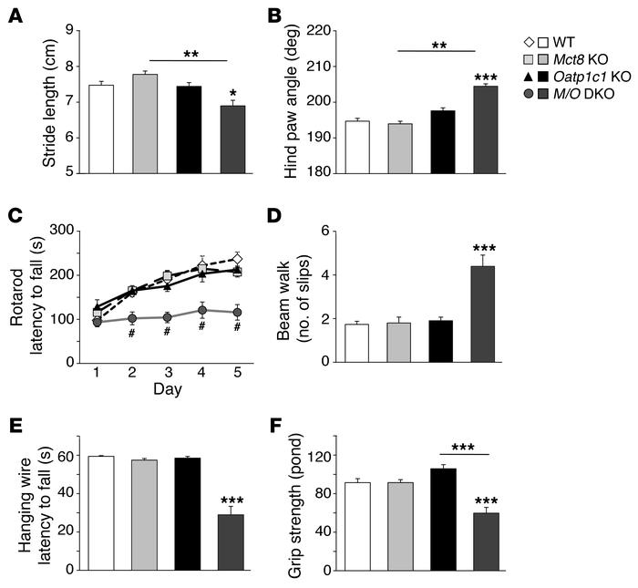 Abnormal gait and severe locomotor deficiencies in Mct8/Oatp1c1 DKO mice...