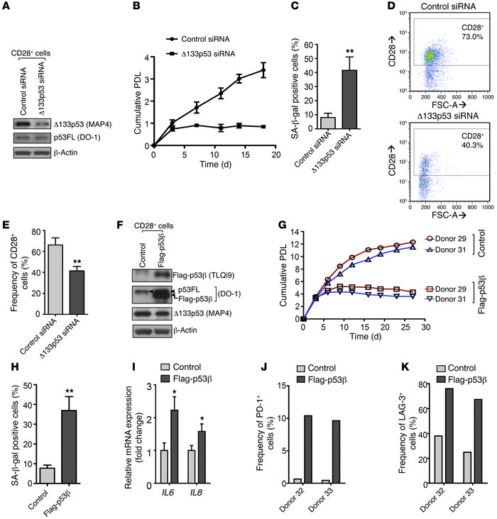 Δ133p53 knockdown or p53β overexpression induces cellular senescence in ...