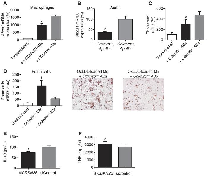 Macrophage biology is perturbed by interactions with apoptotic CDKN2B-de...