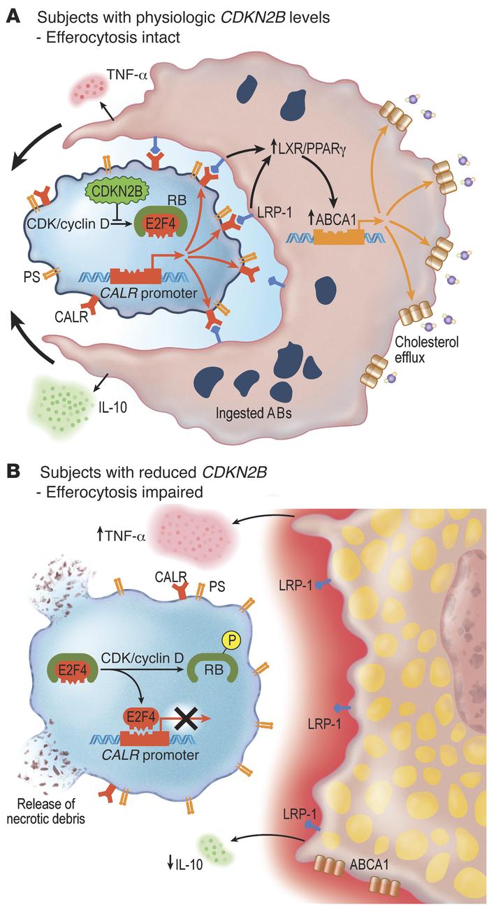 Proposed mechanism by which loss of CDKN2B impairs efferocytosis and pro...