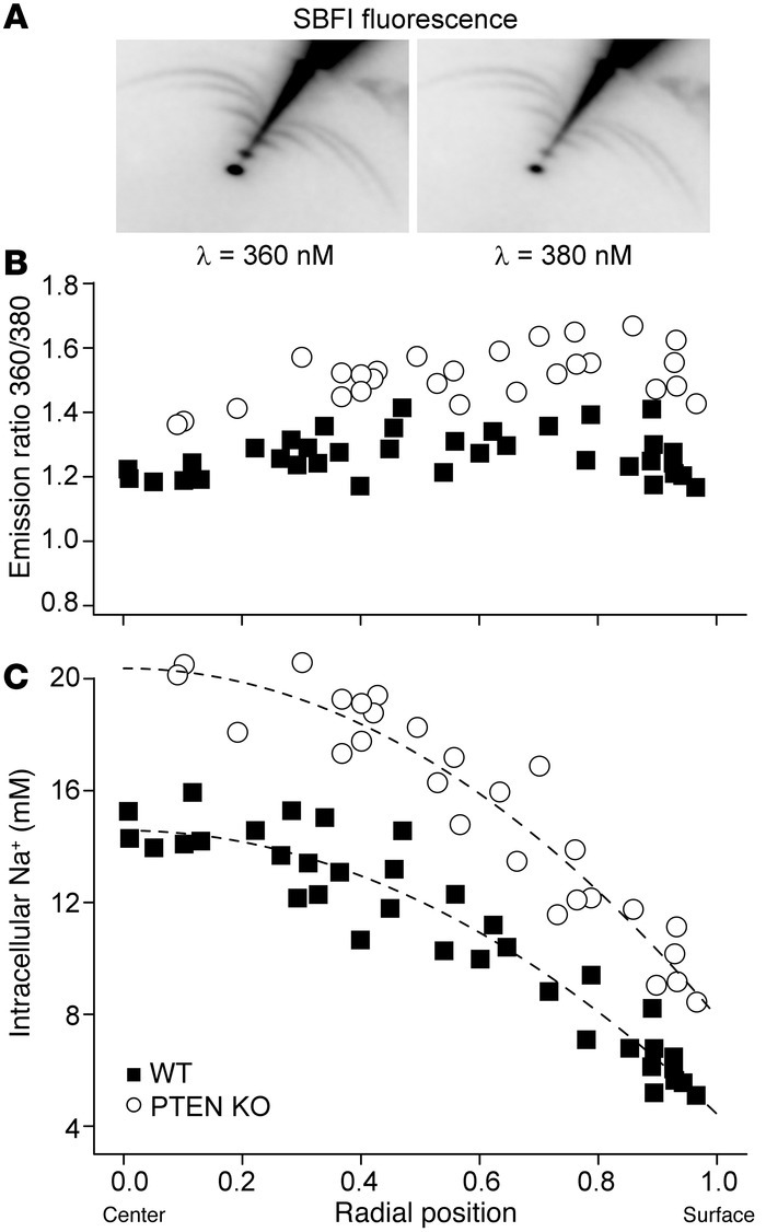 Increased lens intracellular sodium in PTEN KO mice.
(A) Microelectrodes...