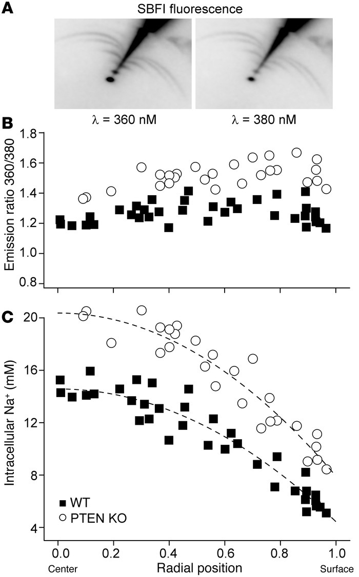 Increased lens intracellular sodium in PTEN KO mice.
(A) Microelectrodes...