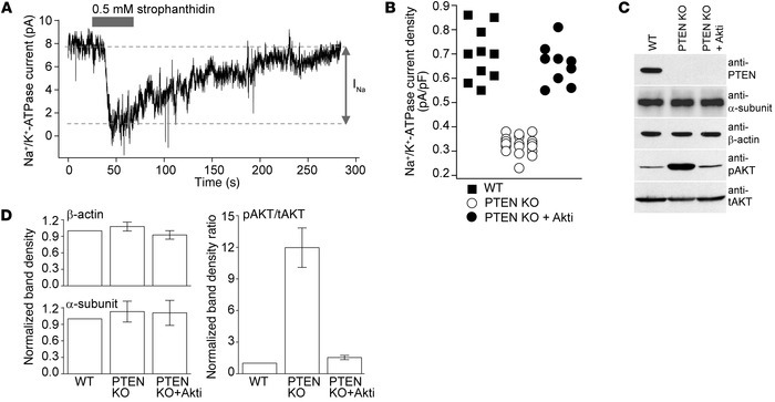 PTEN KO lens cells have decreased Na+/K+-ATPase activity caused by eleva...