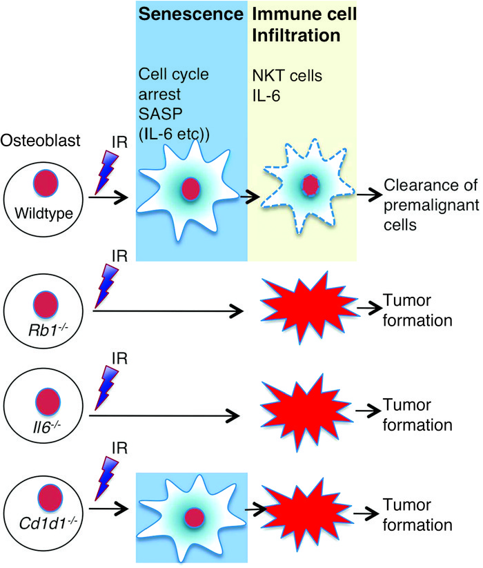 A model for the roles of RB1, IL-6, and NKT cells in the senescent tumor...