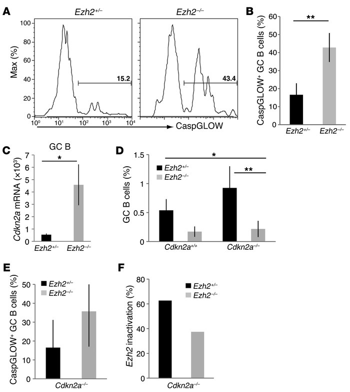 
Ezh2 inactivation increases apoptosis of GC B cells.
 
(A) Representati...