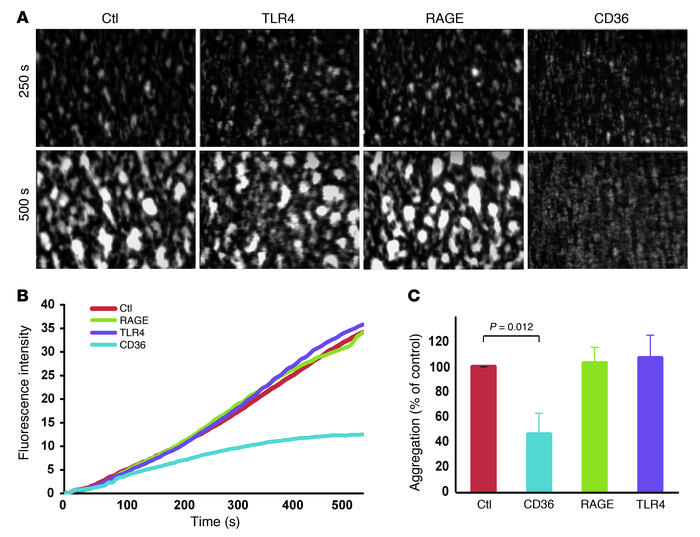 CD36 is a putative receptor for MRP-14.
(A) Platelet thrombus formation ...