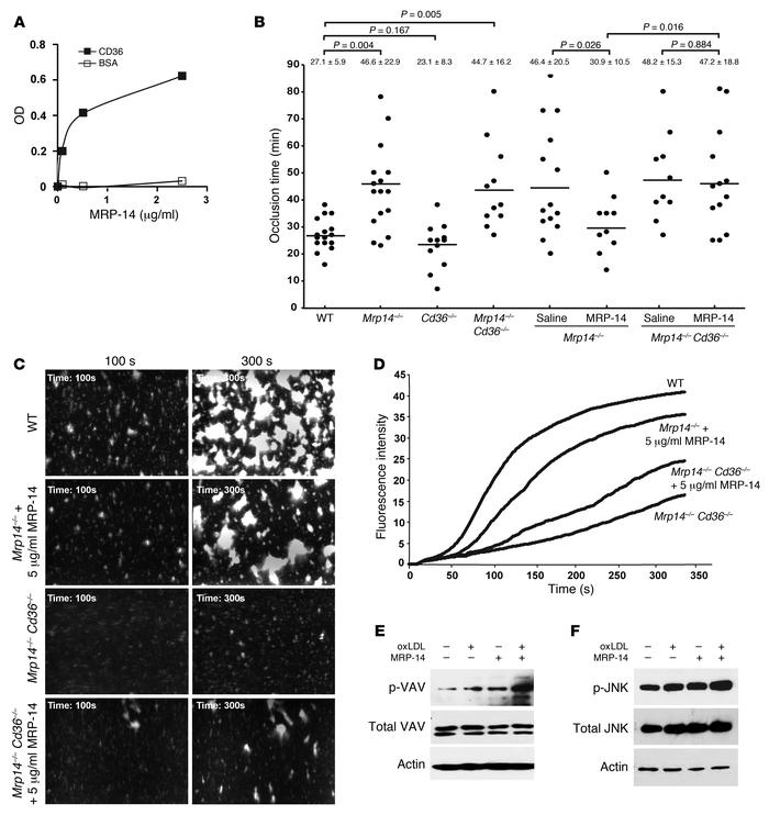 CD36 is required for MRP-14 action.
(A) Binding of purified MRP-14 (0–2....