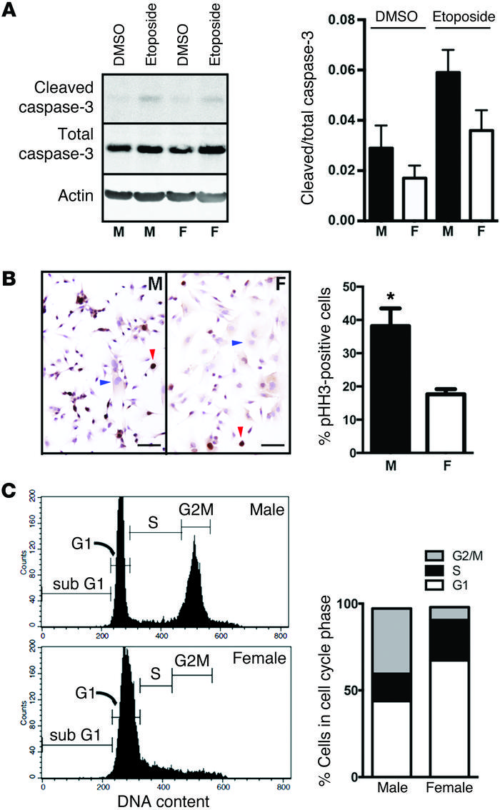 Sex differences in proliferation of Nf1–/– DNp53 astrocytes.
(A) Protein...