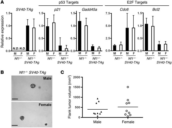 Male and female astrocytes are equally transformed upon inactivation of ...