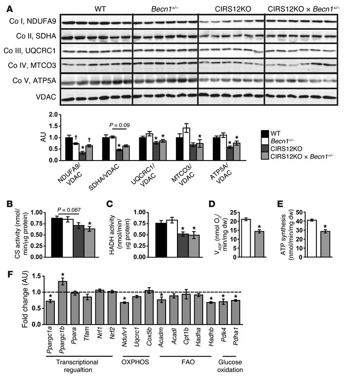 Mitochondrial dysfunction and decreased OXPHOS protein content in CIRS12...