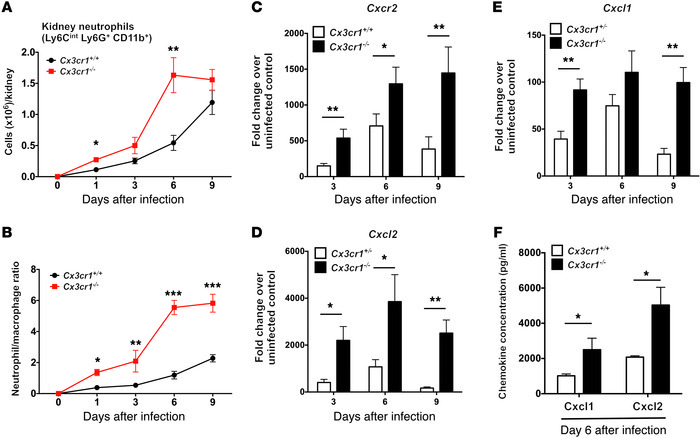 
Cx3cr1 deficiency is associated with increased accumulation of neutroph...