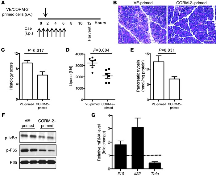 CORM-2–primed cells ameliorate experimental AP.
(A) Mice were injected h...