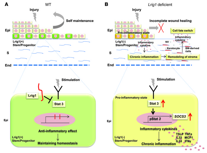 Model of the function of LRIG1 in corneal homeostasis.
(A) In a normal s...