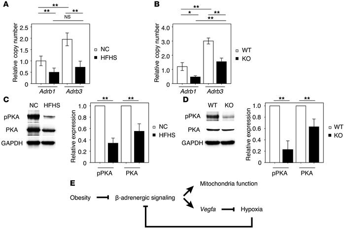 Hypoxia inhibits β-adrenergic signaling.
(A) Relative copy number of Adr...