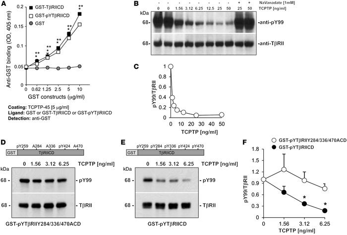 TCPTP directly binds and dephosphorylates the cytoplasmic tail of TβRII....