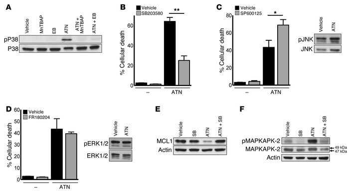 ATN-224–mediated increase in H2O2 activates P38 MAPK activity, leading t...