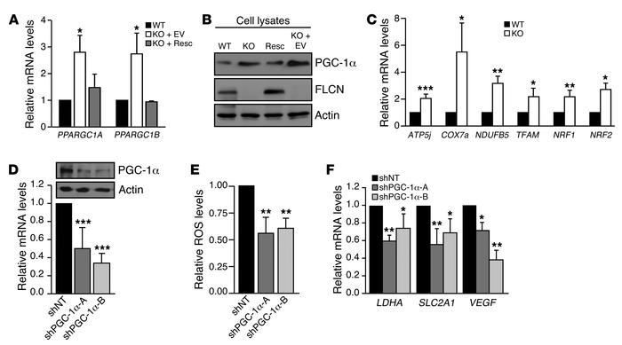 ROS-mediated HIF activation depends on PGC-1α upregulation in FLCN-null ...