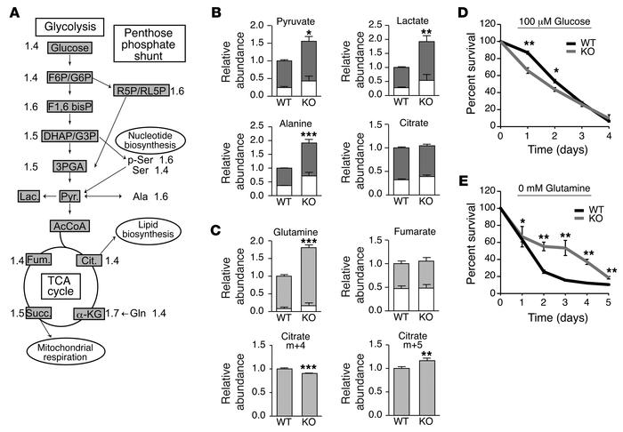 FLCN-null cell survival depends on glucose-derived biosynthetic precurso...