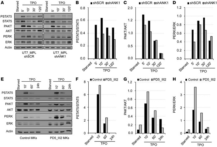 Deregulation of ANKRD26 expression affects TPO/MPL signaling.
(A–D) ANKR...