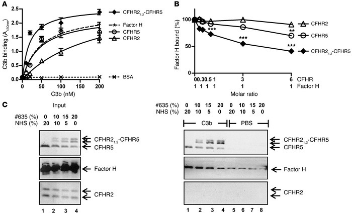 The CFHR21,2-CFHR5 hybrid protein interacts with C3b.
 
(A) Recombinant ...