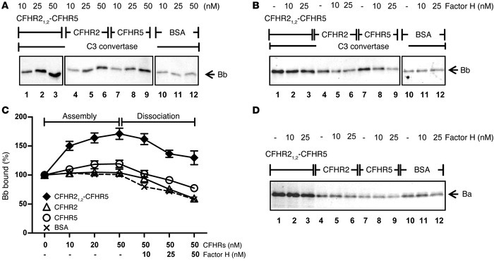 The CFHR21,2-CFHR5 hybrid protein deregulates the C3 convertase.
 
(A) T...