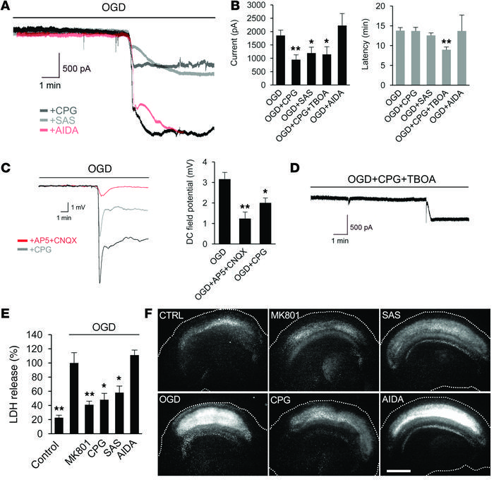 Inhibition of the cystine/glutamate antiporter reduces the OGD-induced c...