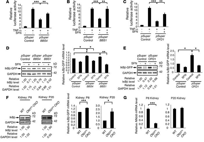 NF-κB signaling defects in BBS4-, BBS1-, and OFD1-depleted cells, and Of...