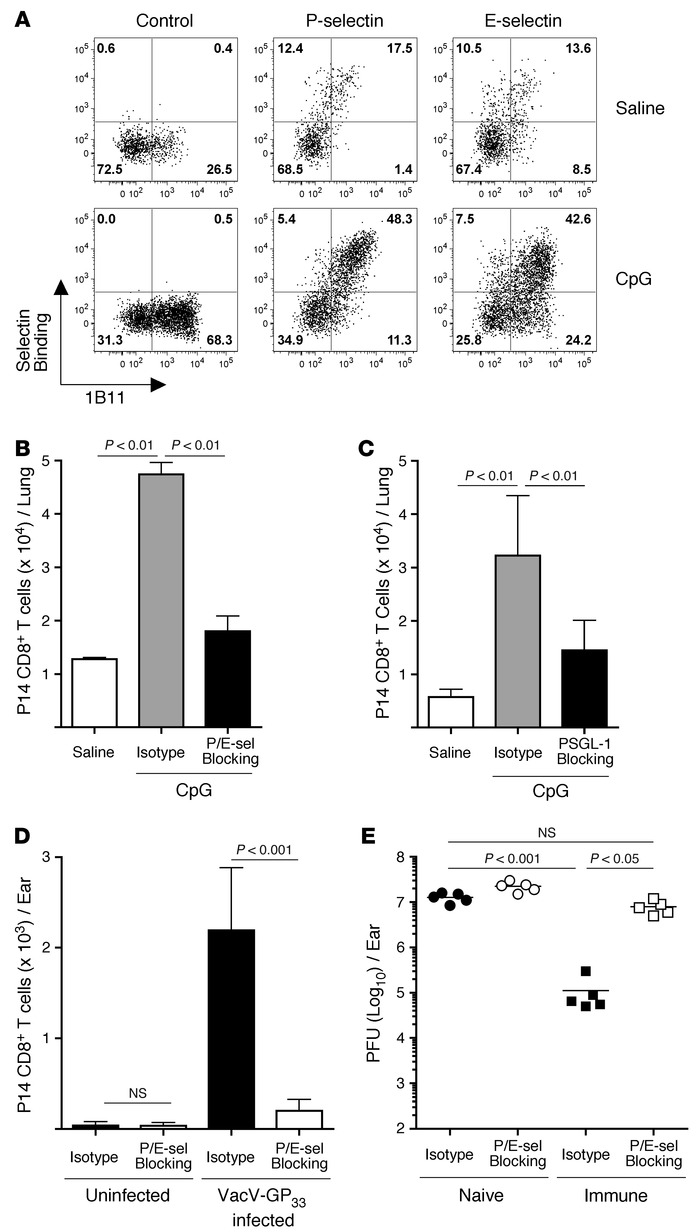 P- and E-selectin interactions are required for memory CD8+ T cell recru...