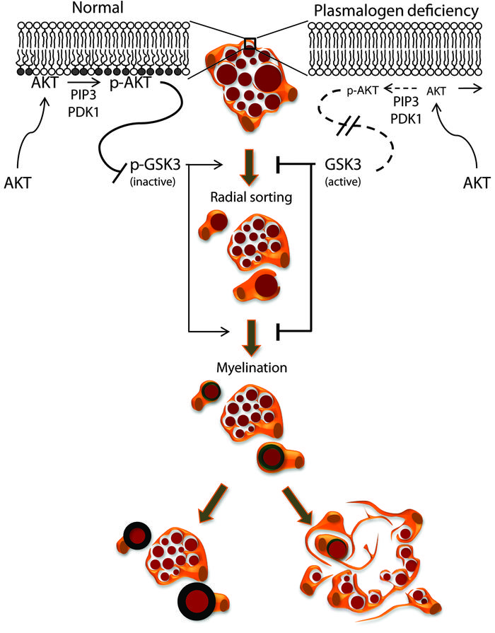 Schematic representation of a proposed model depicting the consequences ...