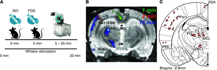 Vibrissae stimulation leads to time-dependent brain activation in barrel...