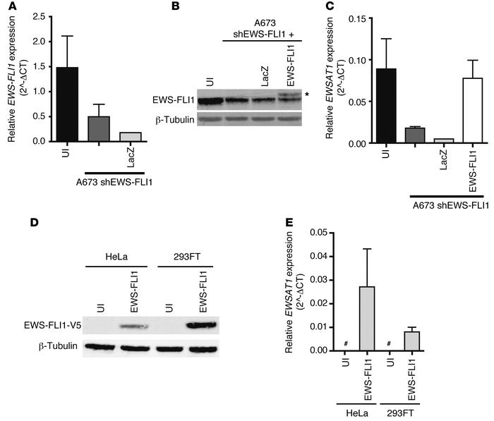 Expression of EWSAT1 is dependent on EWS-FLI1 and independent of the cel...