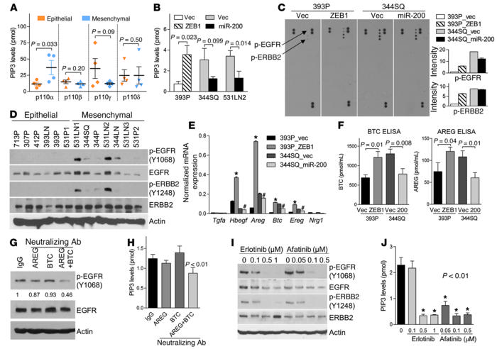 ZEB1 activates p110α through an EGFR/ERBB2 autocrine loop.
(A) ELISA of ...
