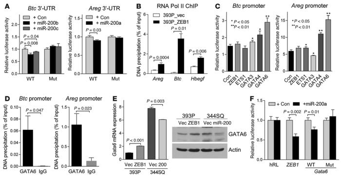 BTC and AREG are transcriptionally or post-transcriptionally regulated b...