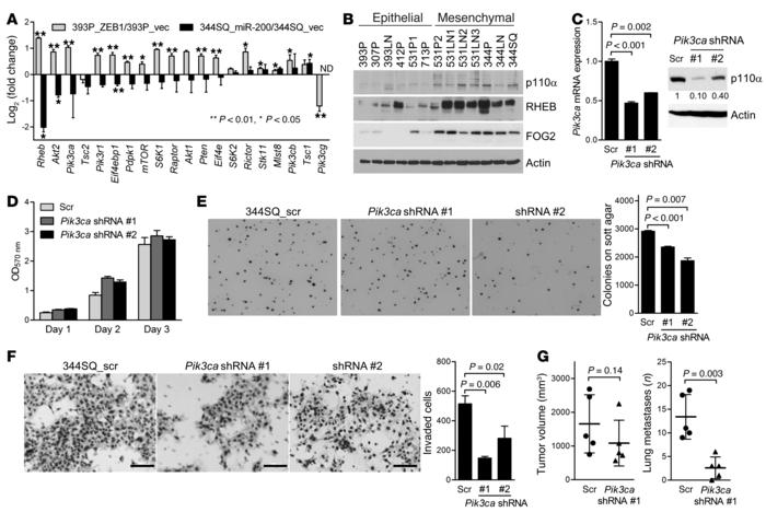 p110α mediates invasion and metastasis.
(A) qPCR analysis of the mRNA le...
