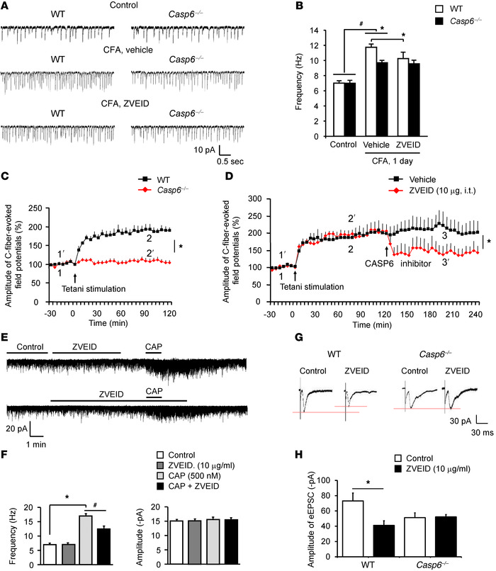 Endogenous CASP6 is essential for inducing spinal cord synaptic plastici...