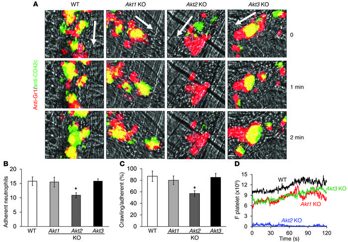 AKT2 is required for neutrophil recruitment and neutrophil-platelet inte...