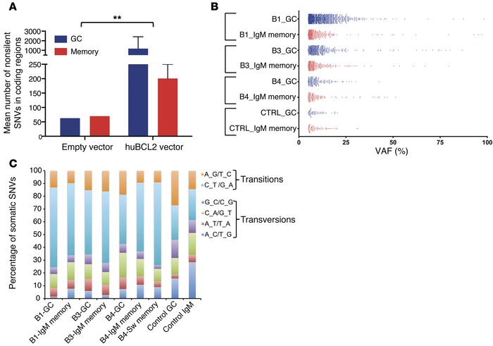 Somatic mutation analysis of BCL2-enriched GC and post-GC subsets by exo...