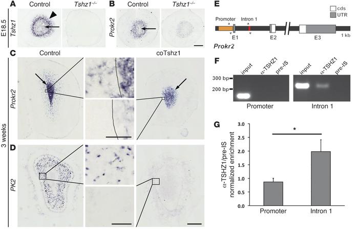 
Tshz1 regulates expression of Prokr2 in the OB.
(A–D) Coronal sections ...
