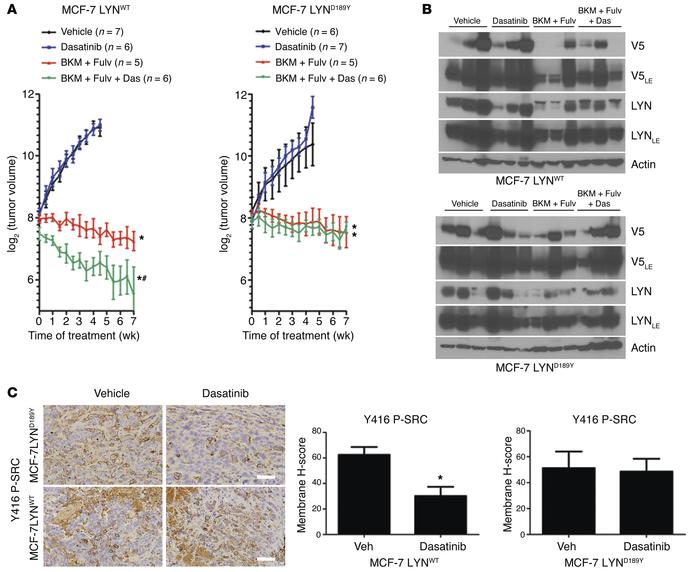Pharmacological inhibition of SFKs enhances the effect of BKM120 and ful...