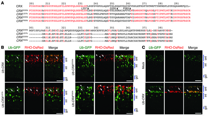 LCA-associated CRX frameshift mutations mimic CrxRip phenotype that can ...